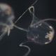 Illustration for article titled These Box Jellyfish Use Their Sting To Anchor Sperm